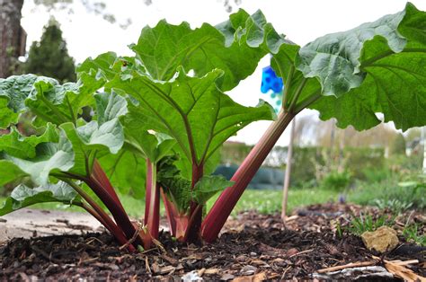 what does rhubarb look like.